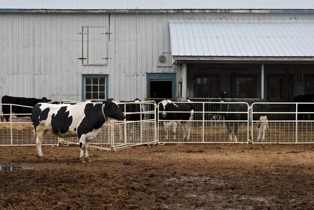 metal farm gates