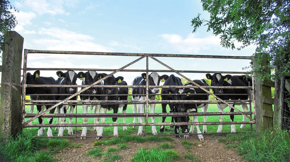 metal farm gates