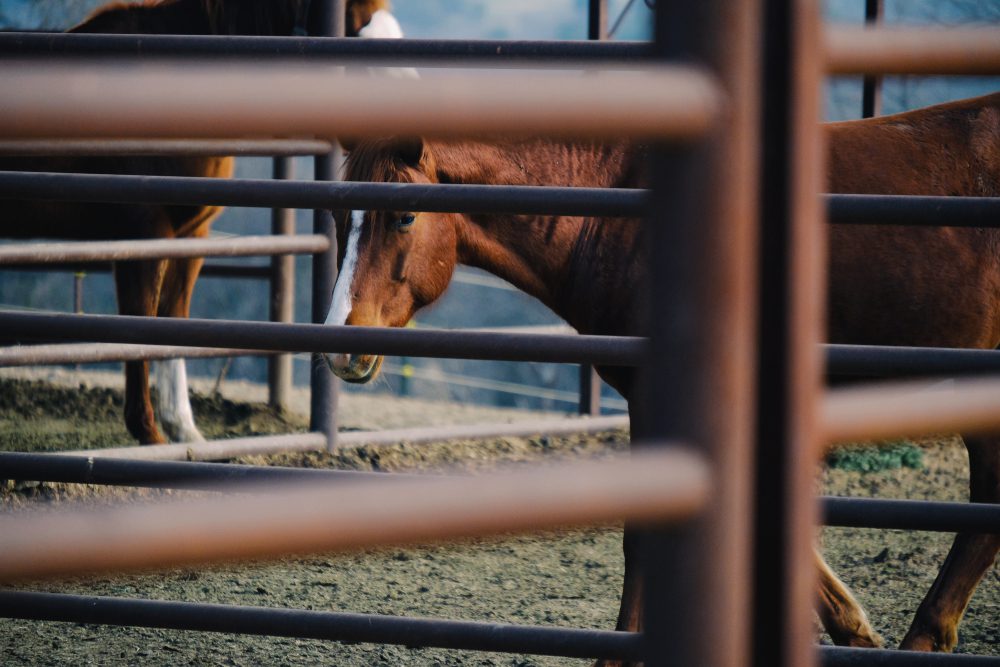 pipe fencing for cattle