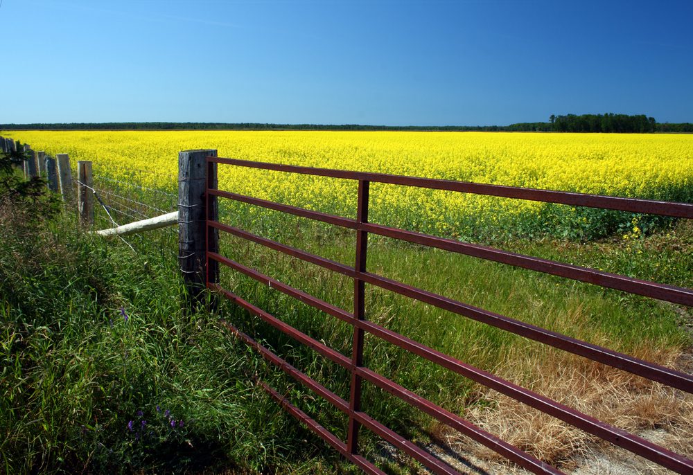 metal farm gates