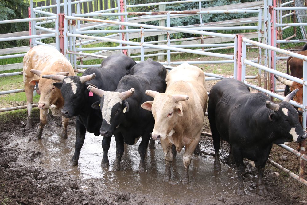 livestock fence panels