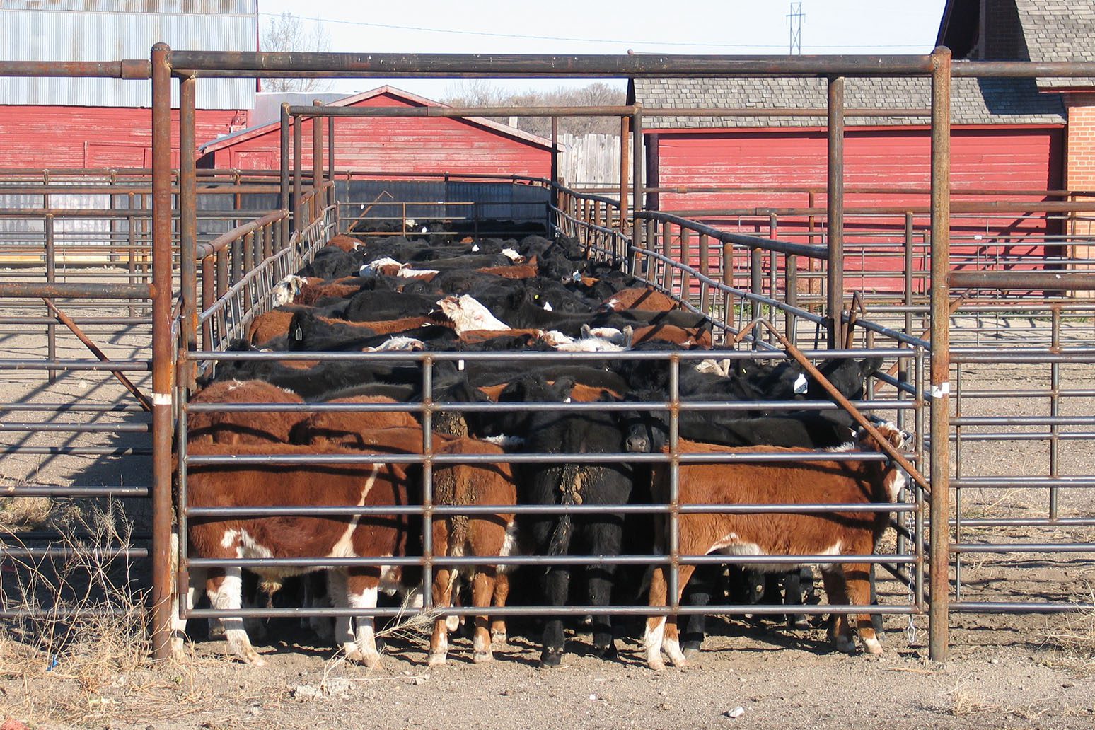 pipe fencing for cattle