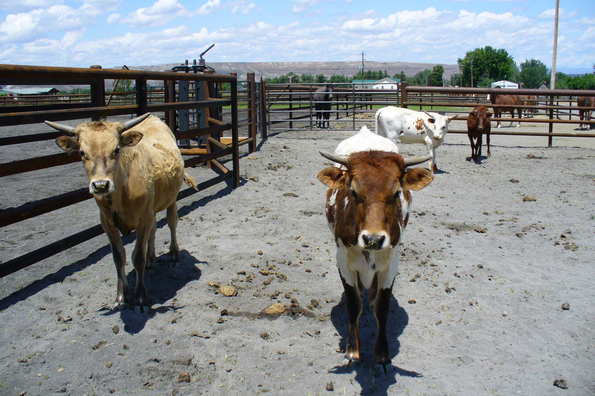 steel cattle panels