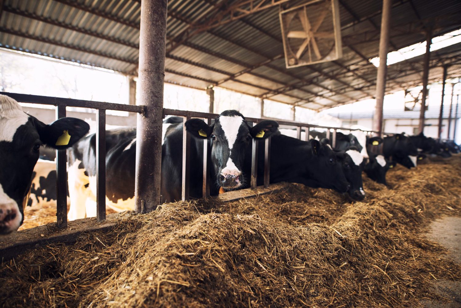 pipe fencing for cattle