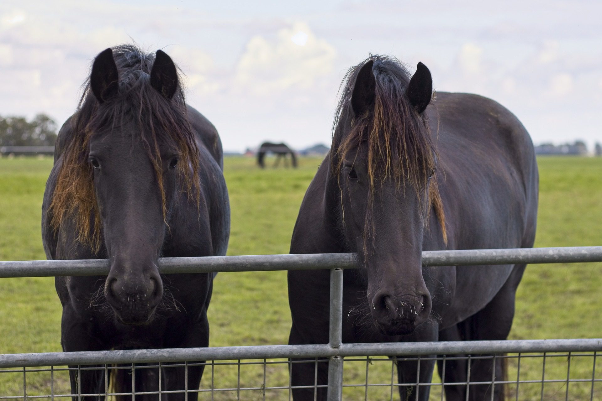 The Tough Stuff: Safeguarding Horses with Proper Fencing