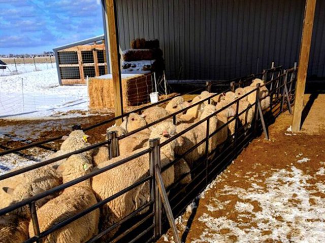 livestock fence panels