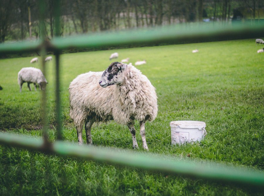 livestock fence panels