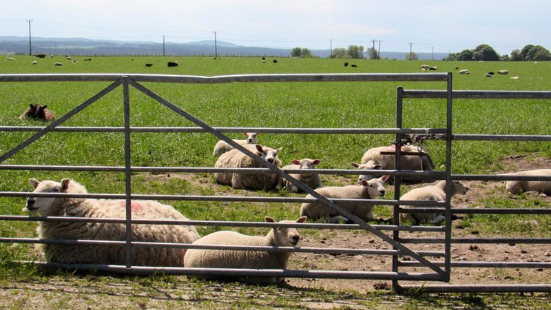 Which Material is Best for Livestock Fence Panels